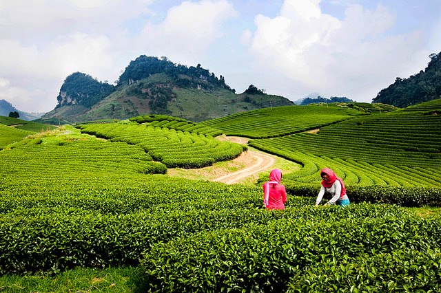 Tour: HÀ NỘI – MỘC CHÂU – TP SƠN LA – HỒ THỦY ĐIỆN SƠN LA – HÀ NỘI (3 ngày 2 đêm)